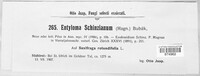 Entyloma schinzianum image